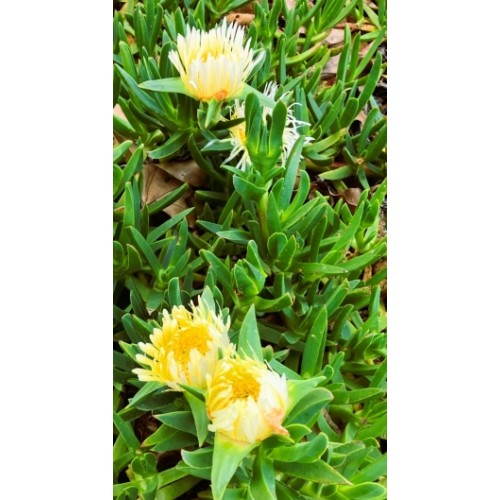 Pigface Giant Double Yellow 1 Plants Succulents Carpobrotus edulis Ground Cover Flowering